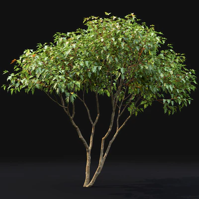 Acer — Вид 2