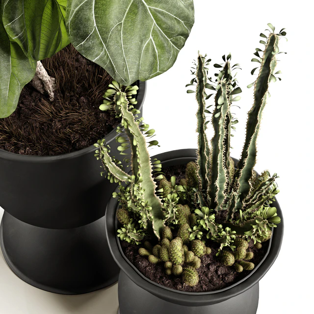 Ficus and cactus — Descargar
