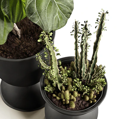Ficus and cactus — Ver 2