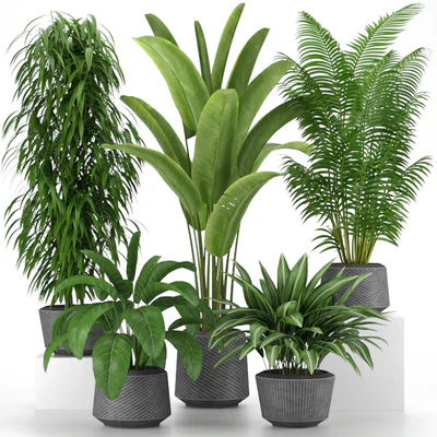 Plants collection 05 — View 1