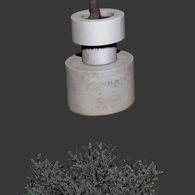Olive trees. 2 models — Ver 2