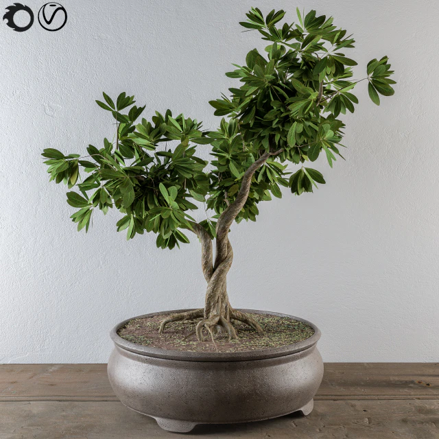 Bonsai broadleaf tree — Descargar