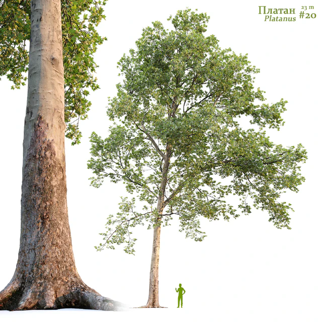 Платан / Sycamore / Platanus #20 — Скачать
