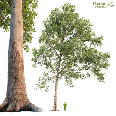 Платан / Sycamore / Platanus #20 — Вид 1