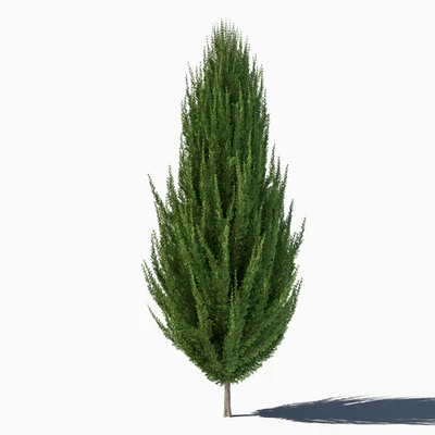 Juniper — Ver 1