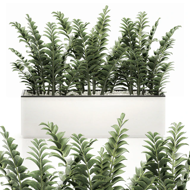 A small lush decorative exotic Zamiokulkas flower in a white pot with gravel. Set 535. — Descargar