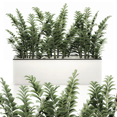 A small lush decorative exotic Zamiokulkas flower in a white pot with gravel. Set 535. — Ver 1