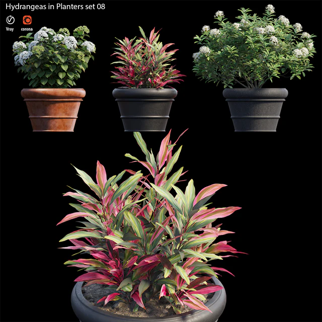 Hydrangea in planters set 08 — Descargar