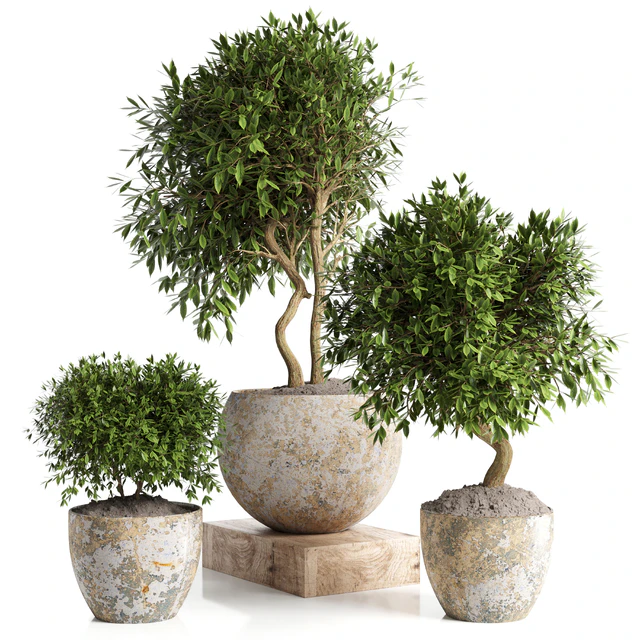 Outdoor plant in concrete pot 12 — Скачать