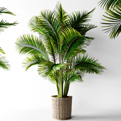 Palm areca — Ver 1