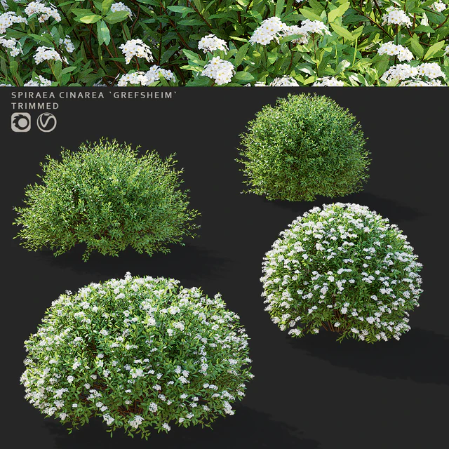 Спирея серая стриженные кусты | Spiraea cinerea grefsheim — Скачать