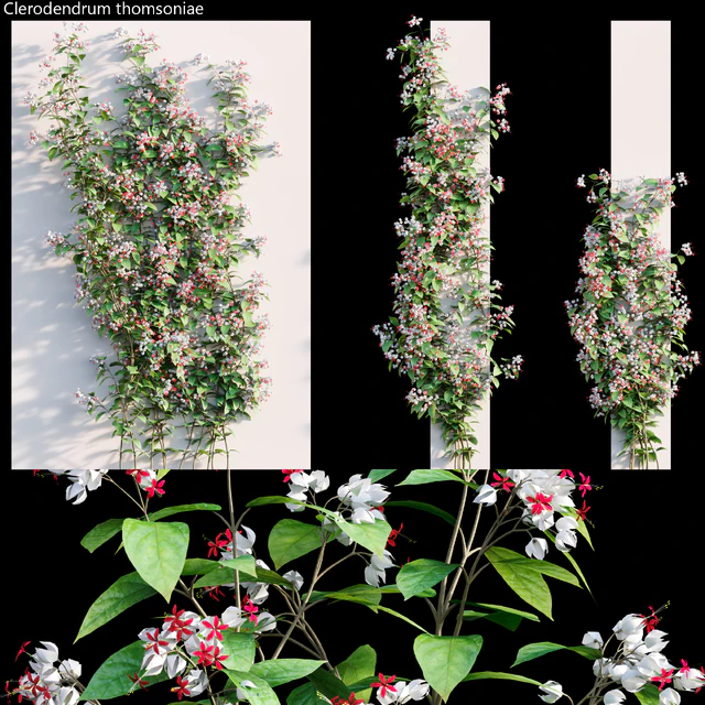 Clerodendrum 02 — Скачать