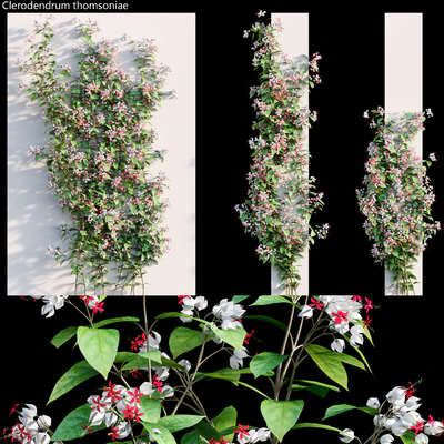 Clerodendrum 02 — Скачать