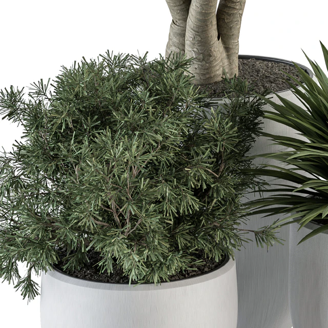 indoor Plant Set 313 - Yuka Tree and Plant Set in White pot — Descargar