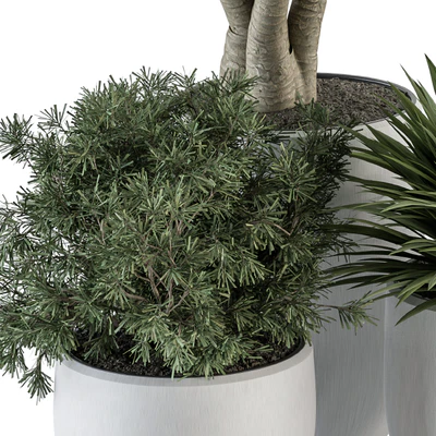 indoor Plant Set 313 - Yuka Tree and Plant Set in White pot — Ver 2