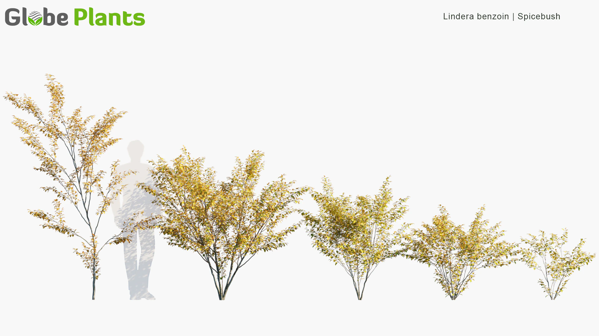 lindera benzoin — Скачать
