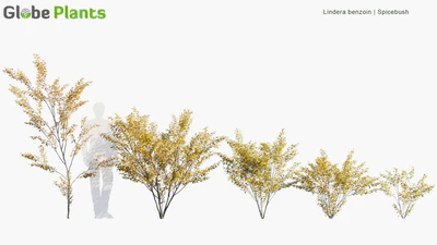 lindera benzoin — скачать