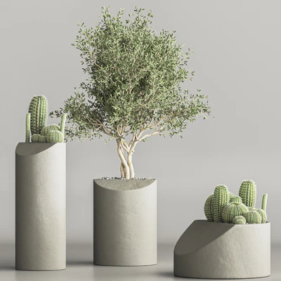 cactus & plant vol 04 — Вид 2
