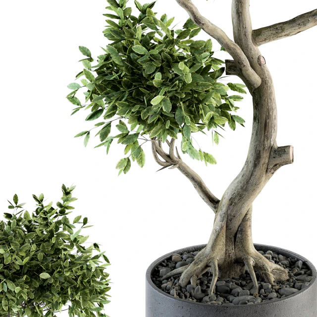 Plant Big Bonsai Indoor Plants 110 — Descargar