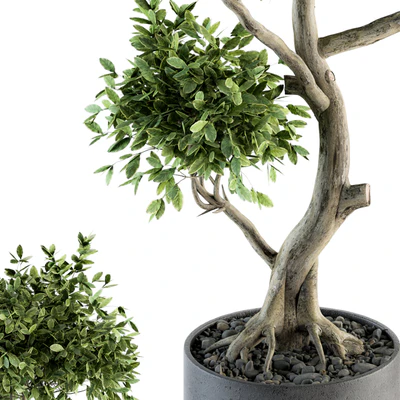 Plant Big Bonsai Indoor Plants 110 — Ver 2
