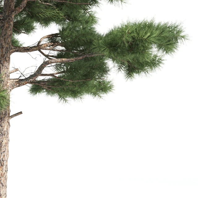 2 pine vray — Descargar