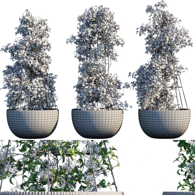 Plant in pots #15 — Вид 2
