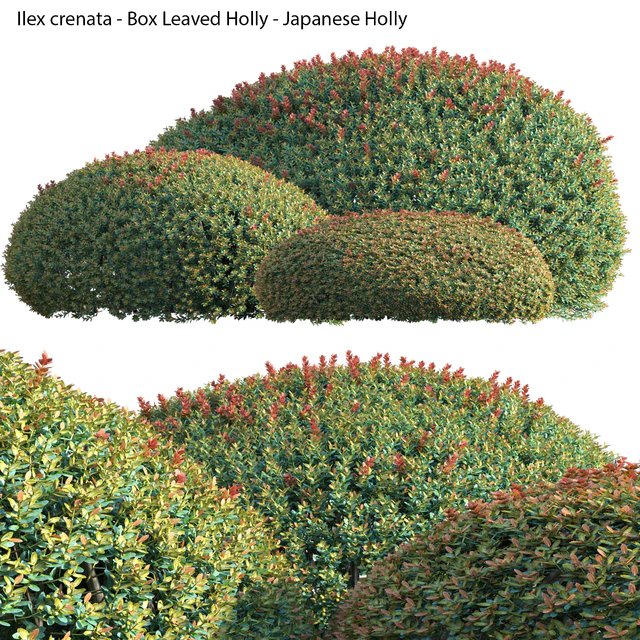 Ilex crenata - Box Leaved Holly - Japanese Holly - 02 — Descargar