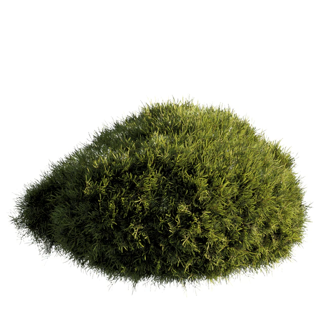 bush outdoor grass 081 — Скачать