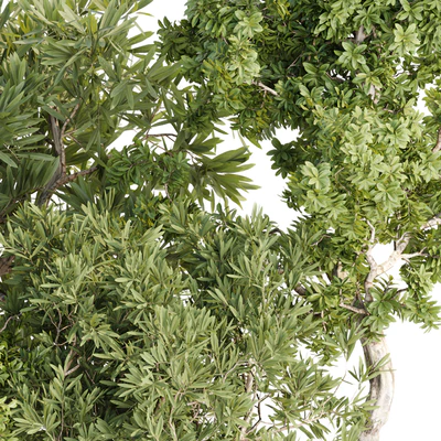 Indoor Plants collection vol 103 — Ver 2
