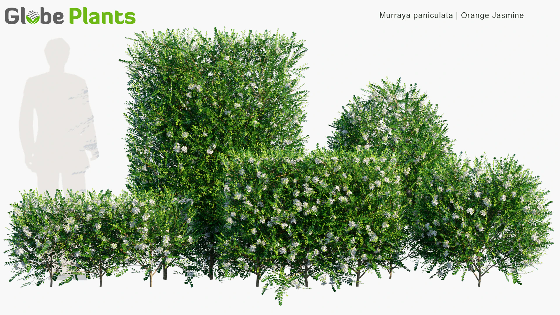 murraya paniculata — Download