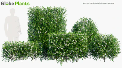 murraya paniculata — download