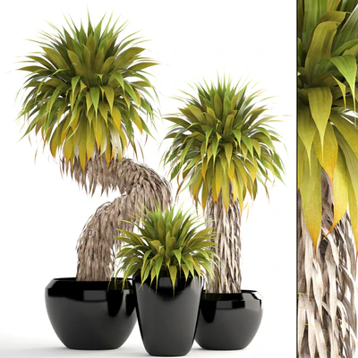 Юкка 151. Yucca Elata, куст, экзотический, тропический, растения, вазон, горшок — Вид 1