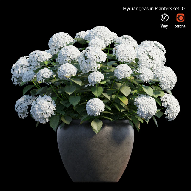 Hydrangea in planters set 02 — Скачать