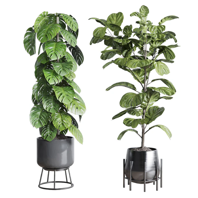 Collection indoor plant 251 ficus lyrata monstera palm in a wooden and metal pot — Descargar