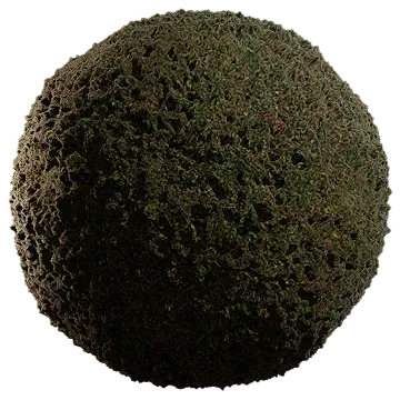 wild grass 021 — Descargar