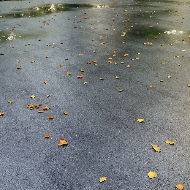Wet asphalt with leaves. Autumn. Editable — Descargar