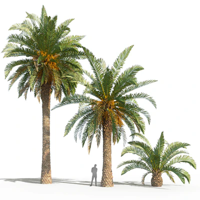 Phoenix canariensis (date canary) — Ver 2
