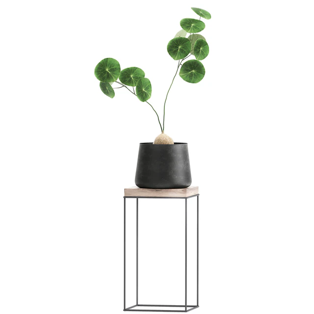 A collection of small plants on stands in black pots with Stefania Erecta, cactus, Philodendron. Set 899. — Descargar