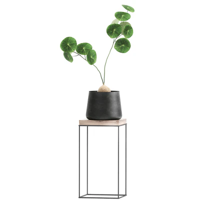 A collection of small plants on stands in black pots with Stefania Erecta, cactus, Philodendron. Set 899. — Ver 2