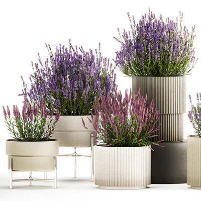 Wildflower bushes in outdoor flowerpots from lavender, catnip, sage, Plant Collection 1193 — Ver 2