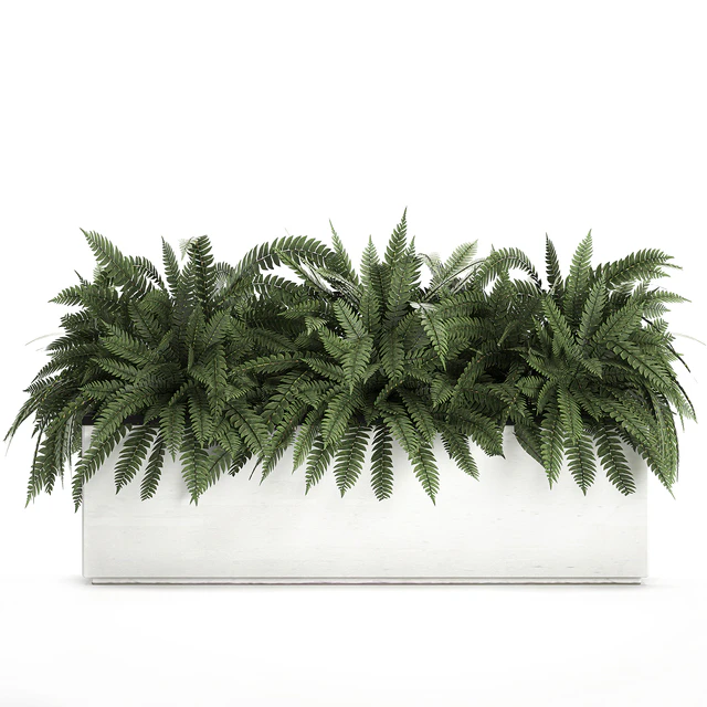 Lush ornamental bushes overgrown in a flowerbed pot with Nephrolepis, fern, outdoor flowerpot. Set 673. — Download