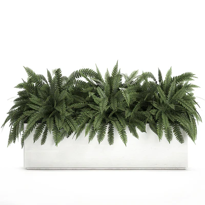 Lush ornamental bushes overgrown in a flowerbed pot with Nephrolepis, fern, outdoor flowerpot. Set 673. — View 2