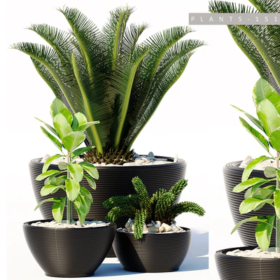 PLANTS 151 — Вид 1