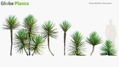 yucca aloifolia — download