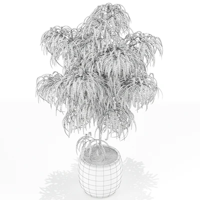 Plants collection 154 — View 2