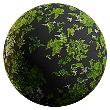 lady fern 003 — Descargar