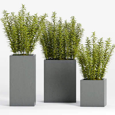 PLANT -15 — Вид 1