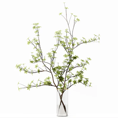 Collection Indoor Plants 037 — Ver 2