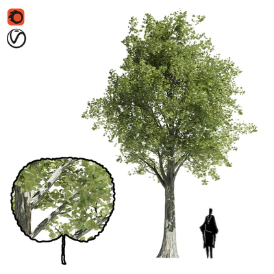 High quality katsura tree — Ver 1