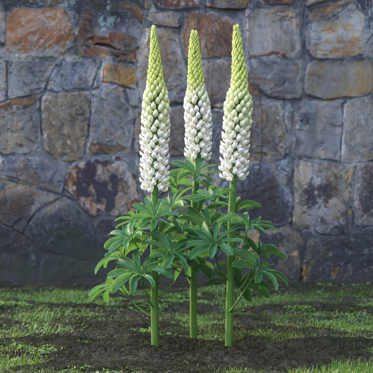 garden flowers 046 — Descargar